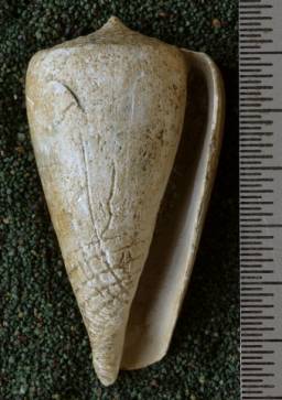 RGM.7542.b | Conus djarianensis Martin, 1895