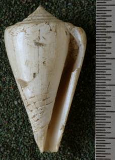 RGM.7542.d | Conus djarianensis Martin, 1895