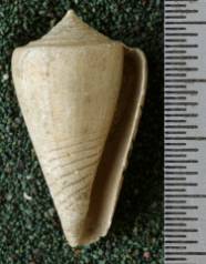 RGM.7543.a | Conus djarianensis Martin, 1895