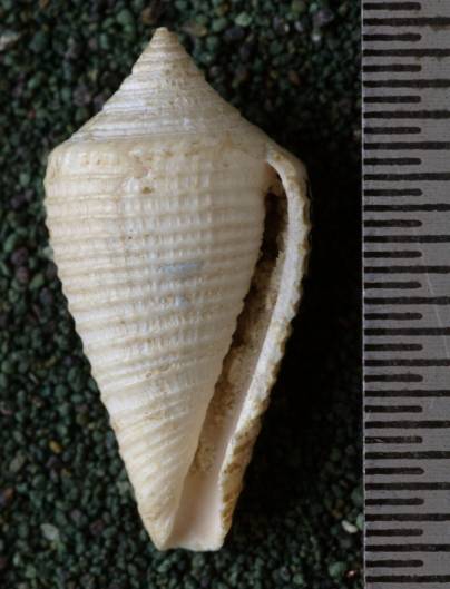 RGM.7463 | Conus fasciatus Martin, 1885