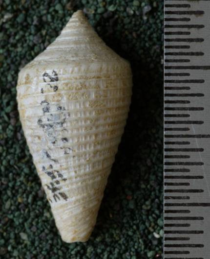 RGM.7463 | Conus fasciatus Martin, 1885