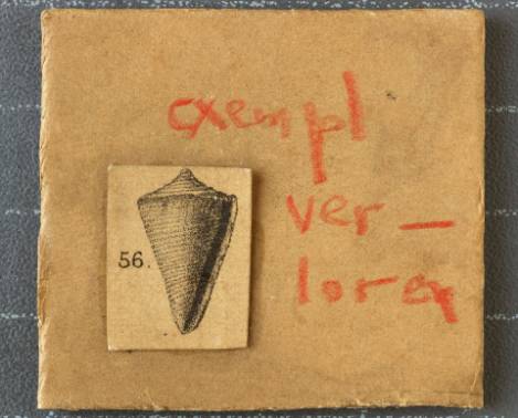 RGM.7611 | Conus fenestratus Martin, 1885