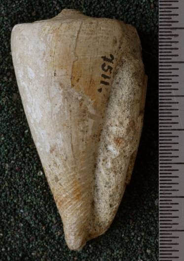 RGM.7511 | Lithoconus hardi Martin, 1879