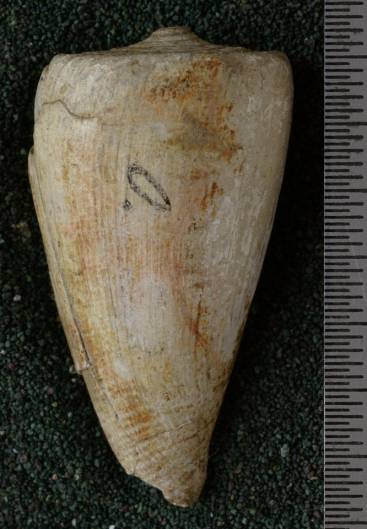 RGM.7511 | Lithoconus hardi Martin, 1879