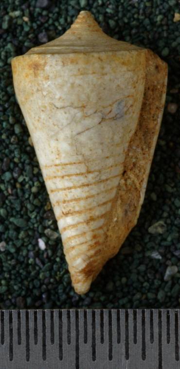RGM.7616.a | Conus hulshofi Martin, 1906
