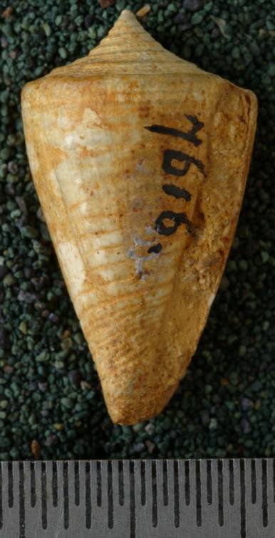 RGM.7616.b | Conus hulshofi Martin, 1906