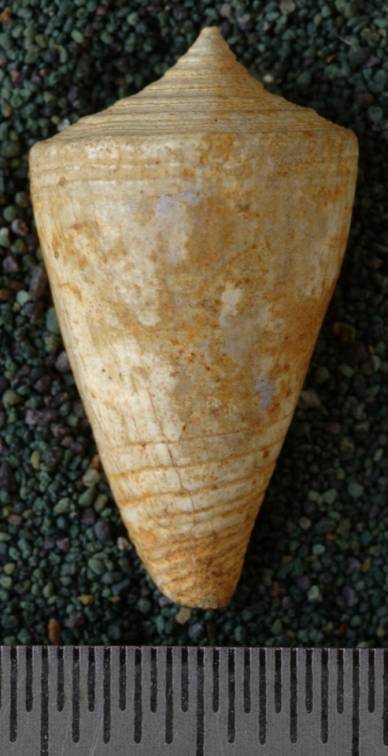 RGM.7616.b | Conus hulshofi Martin, 1906