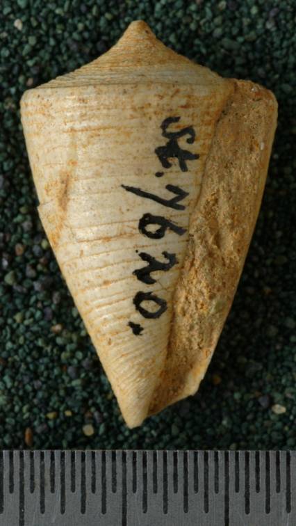 RGM.7620.a | Conus hulshofi Martin, 1906