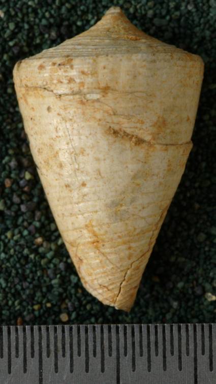 RGM.7620.a | Conus hulshofi Martin, 1906