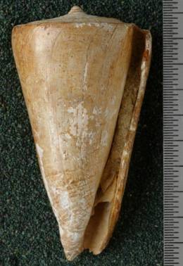 RGM.7609 | Conus ickei Martin, 1906