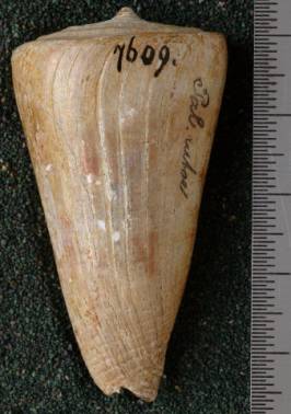 RGM.7609 | Conus ickei Martin, 1906