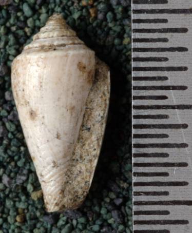 RGM.7454 | Conus junghuhni Martin, 1879