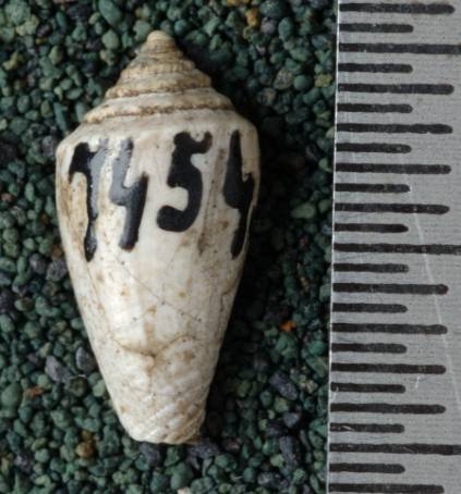 RGM.7454 | Conus junghuhni Martin, 1879