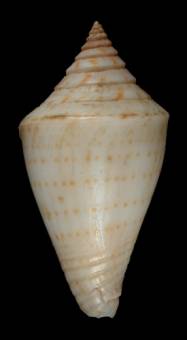 Conus selectus  A. Adams, 1855 Primary Type Image