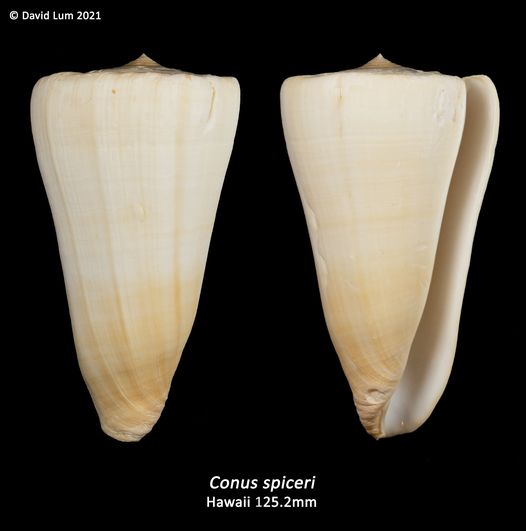 Potrebbe essere un'immagine raffigurante il seguente testo " David Lum 2021 Conus spiceri Hawaii 125.2mm"
