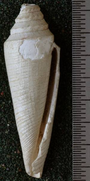 RGM.7421 | Conus menengtenganus Martin, 1895