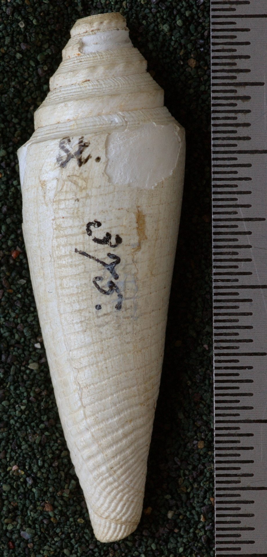 RGM.7421 | Conus menengtenganus Martin, 1895
