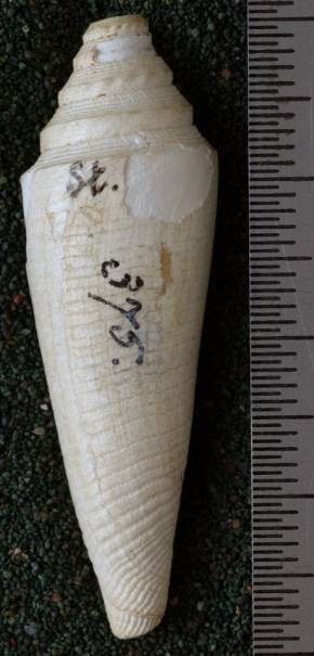 RGM.7421 | Conus menengtenganus Martin, 1895