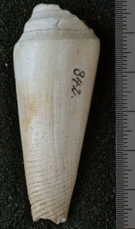 RGM.7422 | Conus menengtenganus Martin, 1895