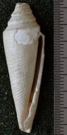 RGM.7421 | Conus menengtenganus Martin, 1895