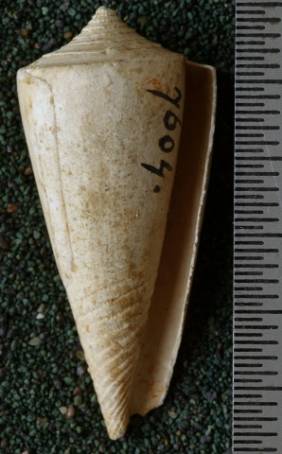 RGM.7604.b | Conus ngavianus Martin, 1895