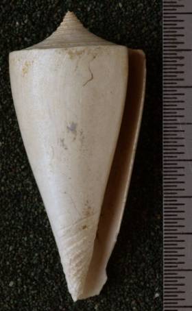 RGM.7603.a | Conus ngavianus Martin, 1895