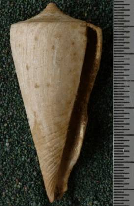 RGM.7605.a | Conus ngavianus Martin, 1895
