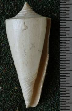 RGM.7603.d | Conus ngavianus Martin, 1895