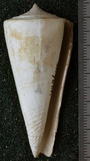 RGM.7605.b | Conus ngavianus Martin, 1895