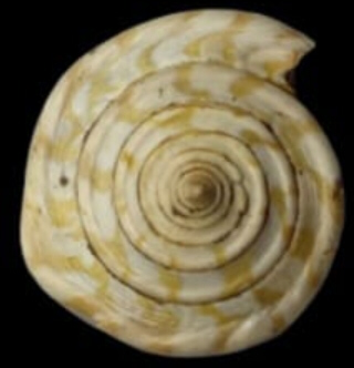 RGM.7540.a | Conus odengensis Martin, 1895