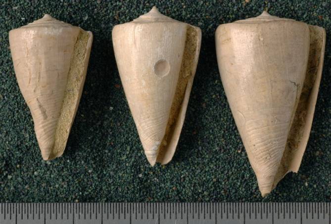 RGM.7540.a | Conus odengensis Martin, 1895