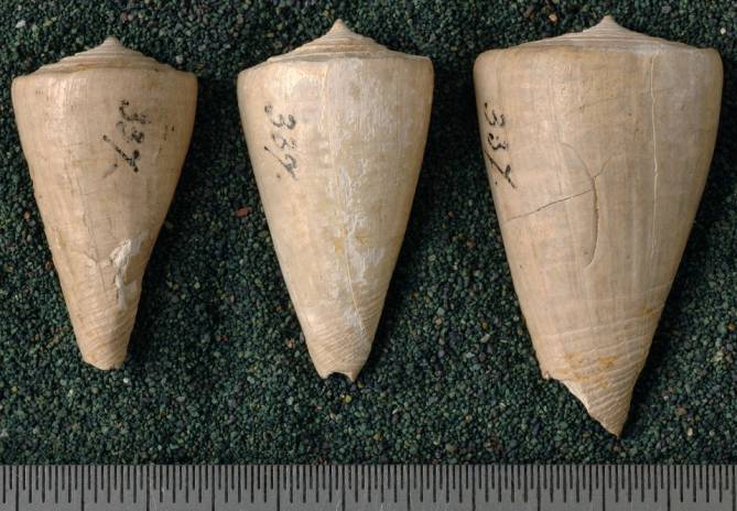 RGM.7540.a | Conus odengensis Martin, 1895