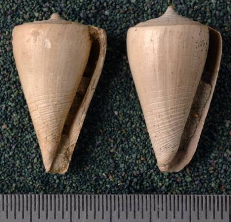 RGM.7540.b | Conus odengensis Martin, 1895