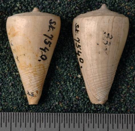 RGM.7540.b | Conus odengensis Martin, 1895