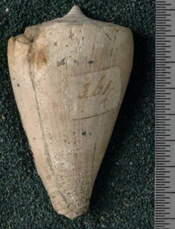 RGM.7539 | Conus odengensis Martin, 1895