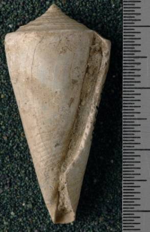 RGM.7536 | Conus odengensis Martin, 1895