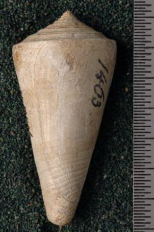 RGM.7536 | Conus odengensis Martin, 1895