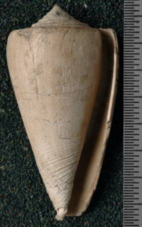 RGM.7534.b | Conus odengensis Martin, 1895