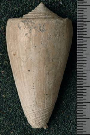 RGM.7534.a | Conus odengensis Martin, 1895