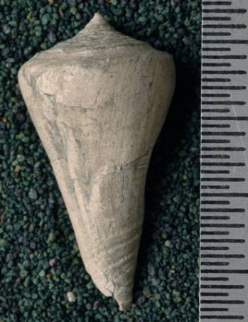 RGM.7534.b | Conus odengensis Martin, 1895