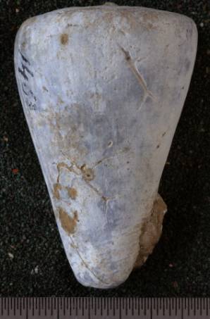 RGM.7532.a | Conus odengensis Martin, 1895