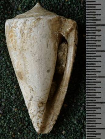 RGM.7532.b | Conus odengensis Martin, 1895