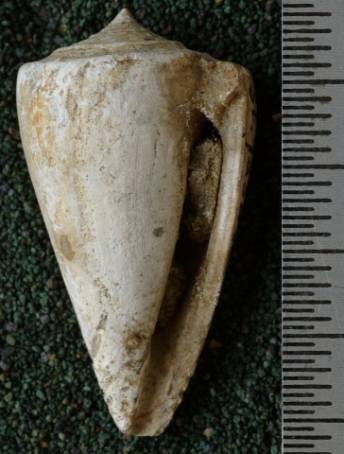 RGM.7531 | Conus odengensis Martin, 1895