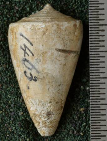 RGM.7532.b | Conus odengensis Martin, 1895