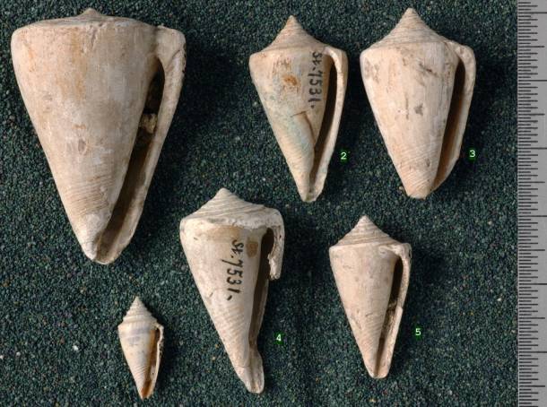 RGM.7531 | Conus odengensis Martin, 1895