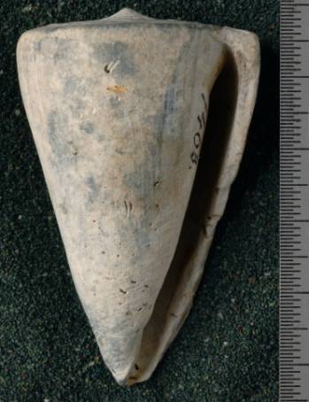 RGM.7530.b | Conus odengensis Martin, 1895