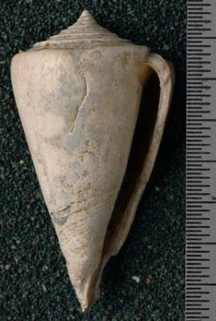 RGM.7530.c | Conus odengensis Martin, 1895