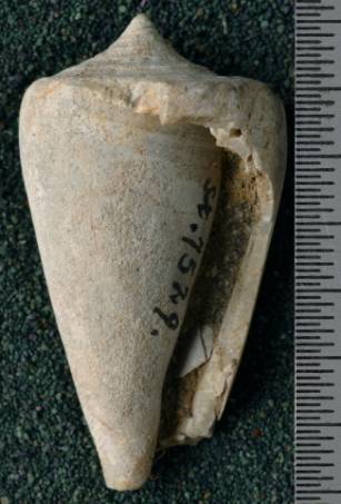 RGM.7529.a | Conus odengensis Martin, 1895