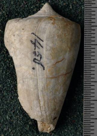 RGM.7529.a | Conus odengensis Martin, 1895