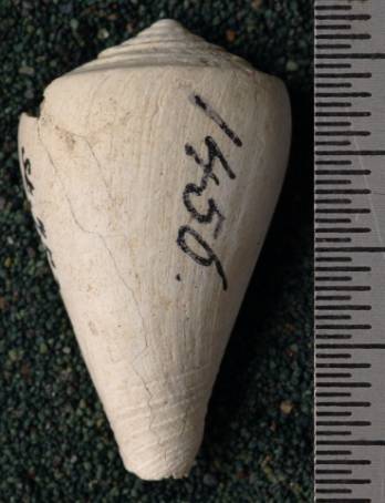 RGM.7529.b | Conus odengensis Martin, 1895